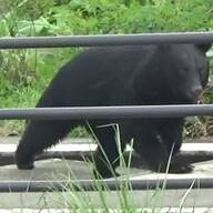 【（・(ｪ)・）（・(ｪ)・）】箱ワナにかかった子グマ、その周辺には親グマ…親子とみられるクマ2頭を 緊急銃猟で駆除　山形・寒河江市